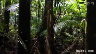 视角拍摄缓慢通过夏威夷郁郁葱葱的热带雨林